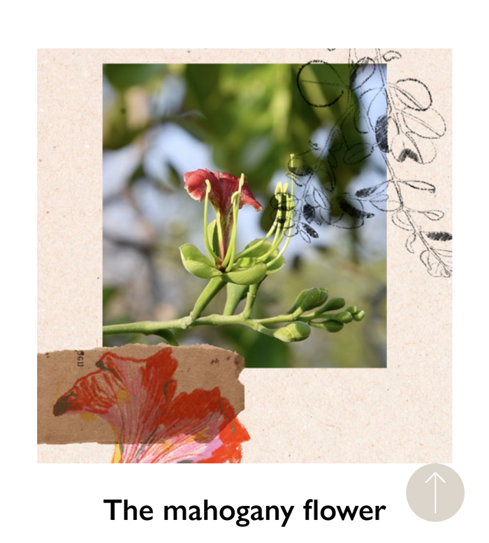 TheMahogany.flower.700